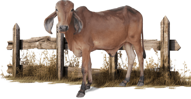 cow for badadasharam